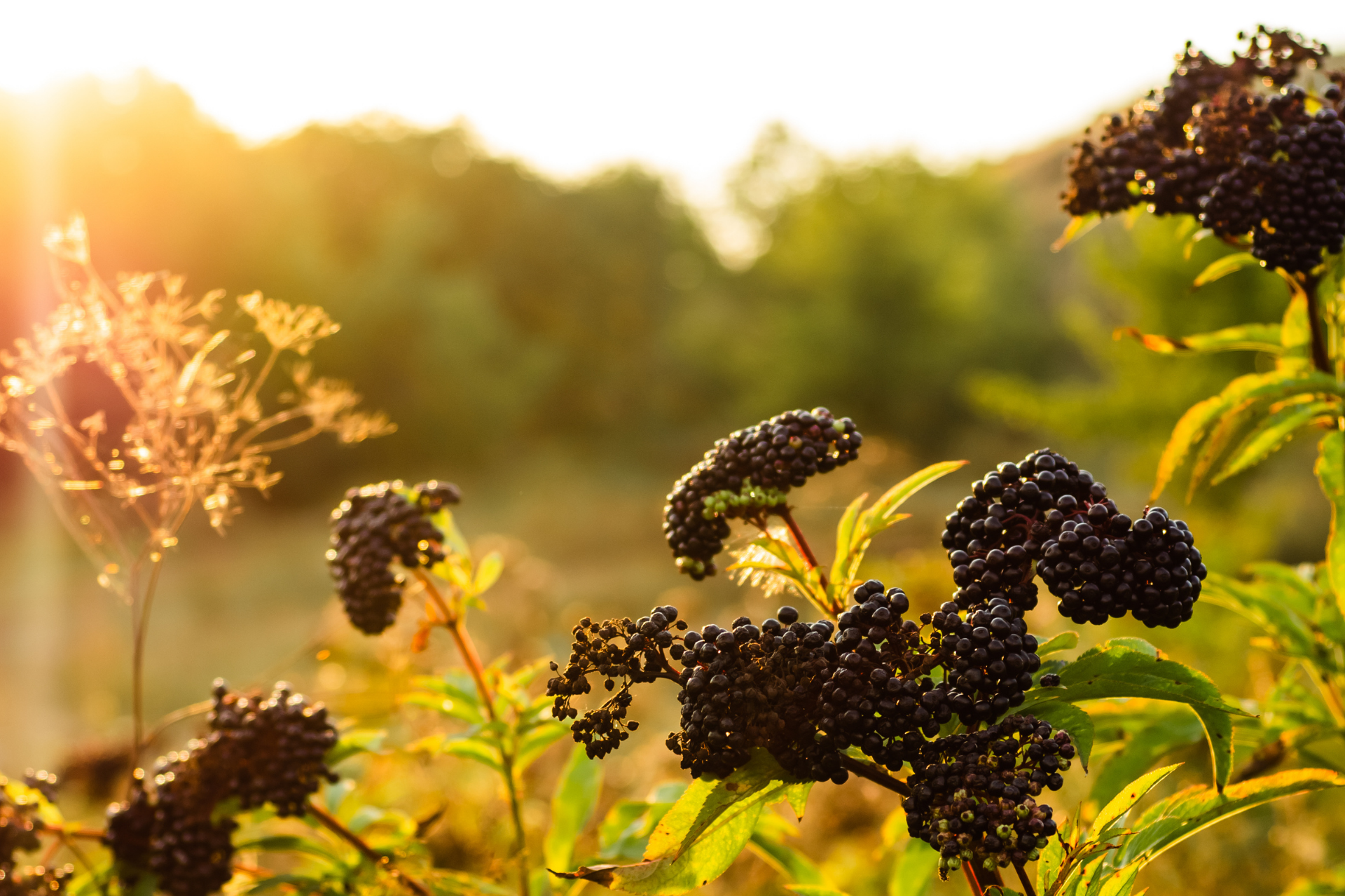 Jessica on the benefits of Elderberry