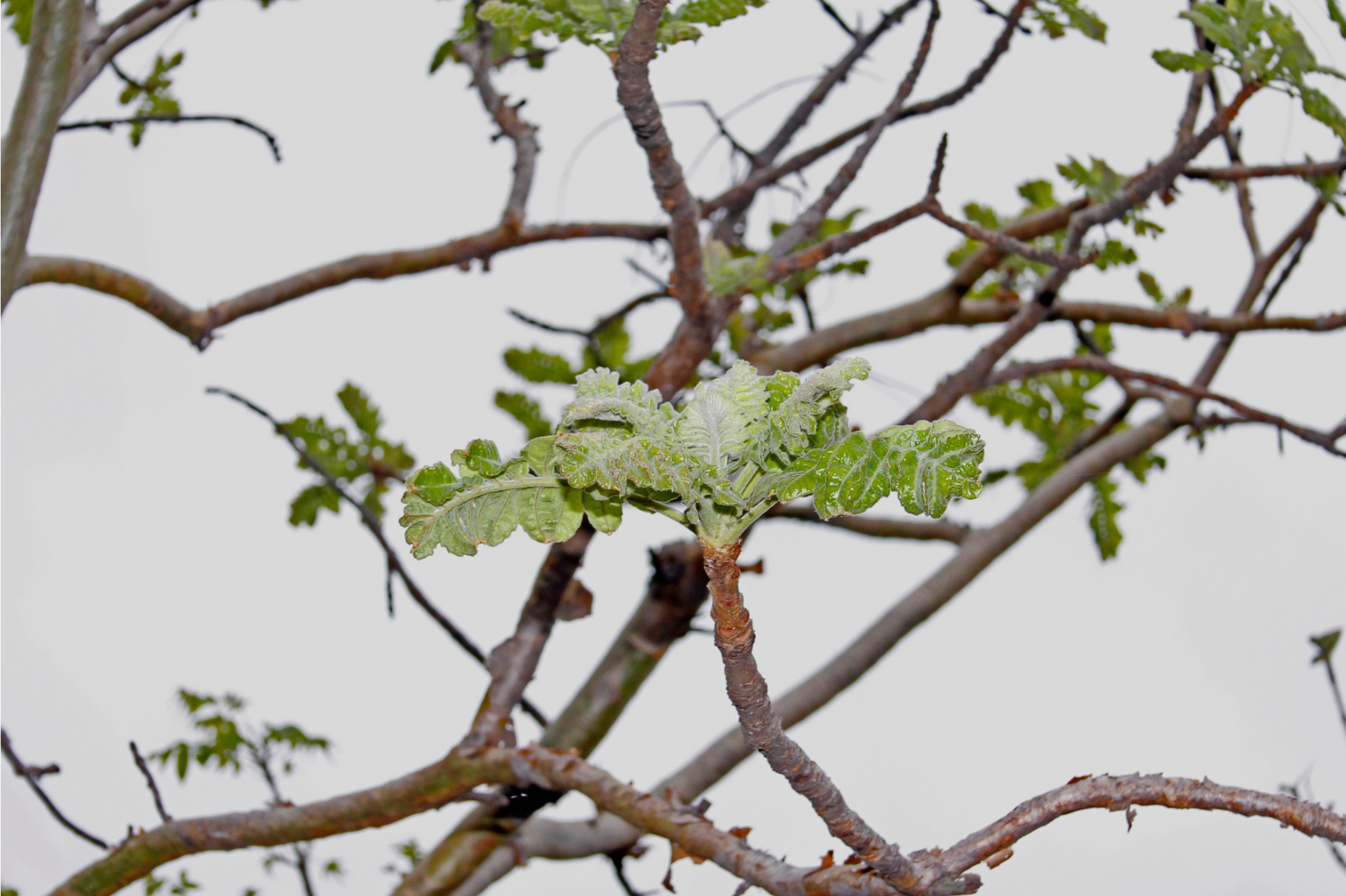 Benefits of Boswellia for joint health