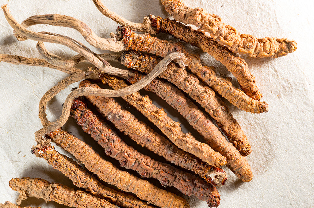 Mushroom Guide Part 2: Cordyceps