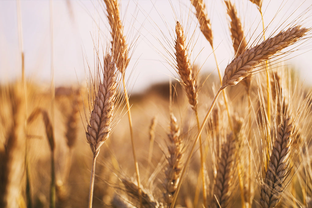 Why dietary fibre is so essential for good health