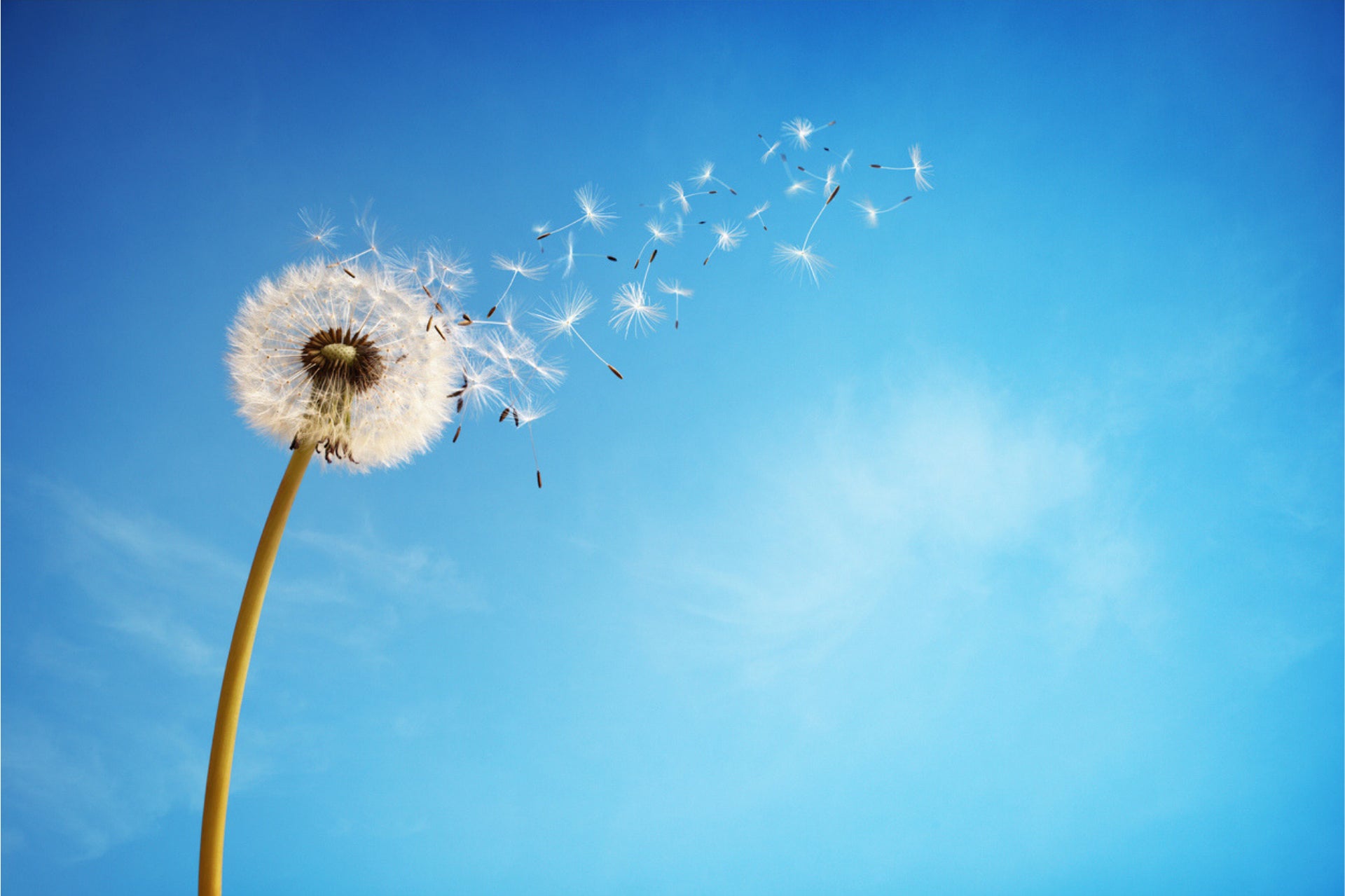 Getting to grips with hay fever - some top tips