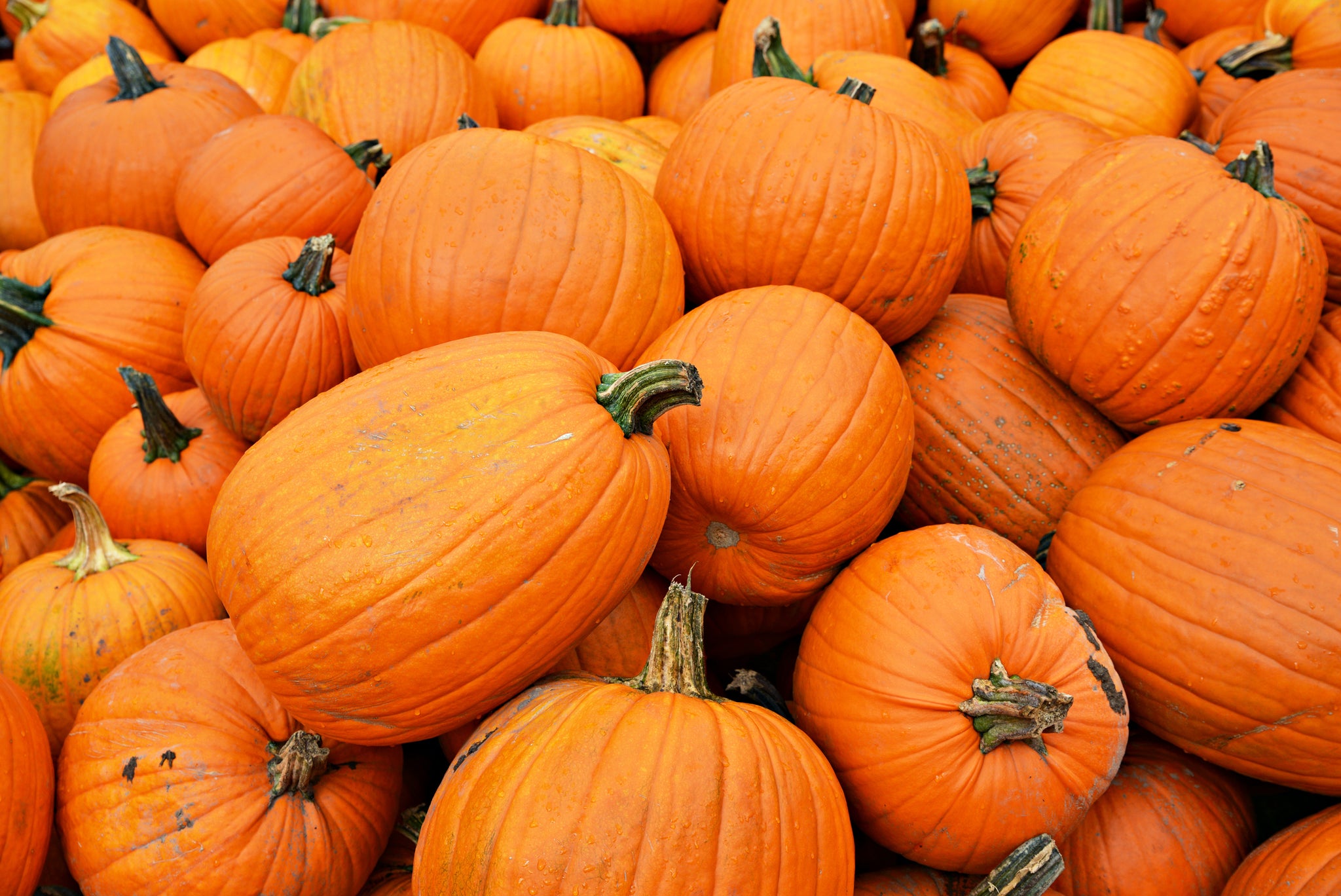 The Nutritional Benefits of Pumpkin